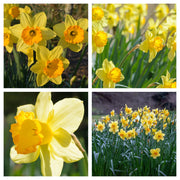 Daffodil 'Fortune' (6 Bulbs) -