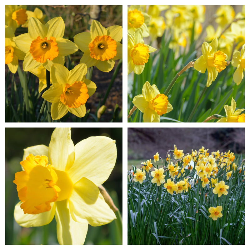 Daffodil 'Fortune' (6 Bulbs) -