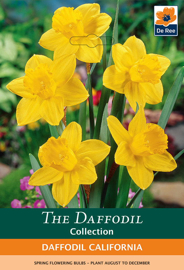 Daffodil 'California' (6 Bulbs) -