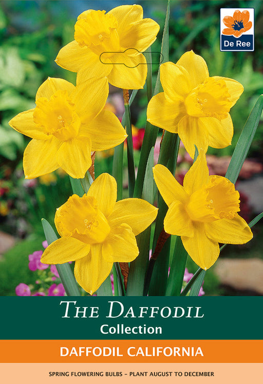 Daffodil 'California' (6 Bulbs) -