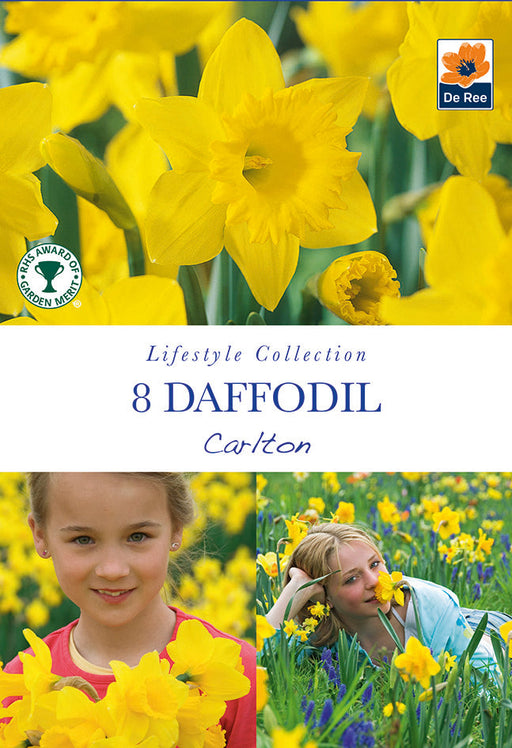 Daffodil 'Carlton' (7 Bulbs) -