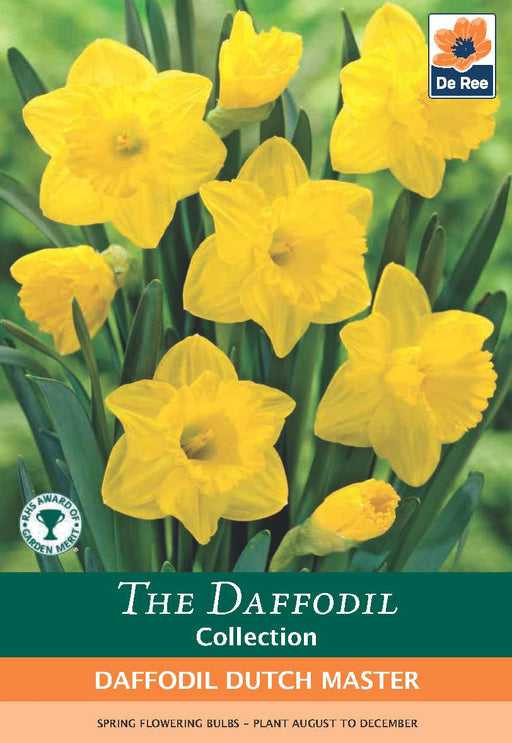 Daffodil 'Dutch Master' (6 Bulbs) -