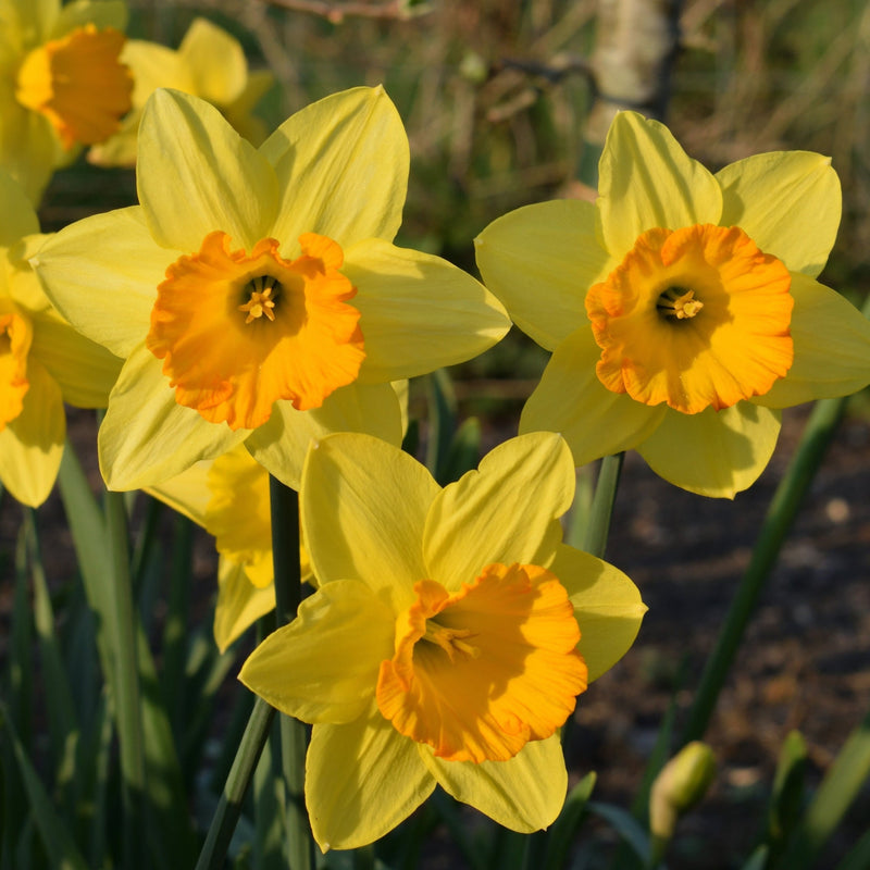 Daffodil 'Fortune' (6 Bulbs) -