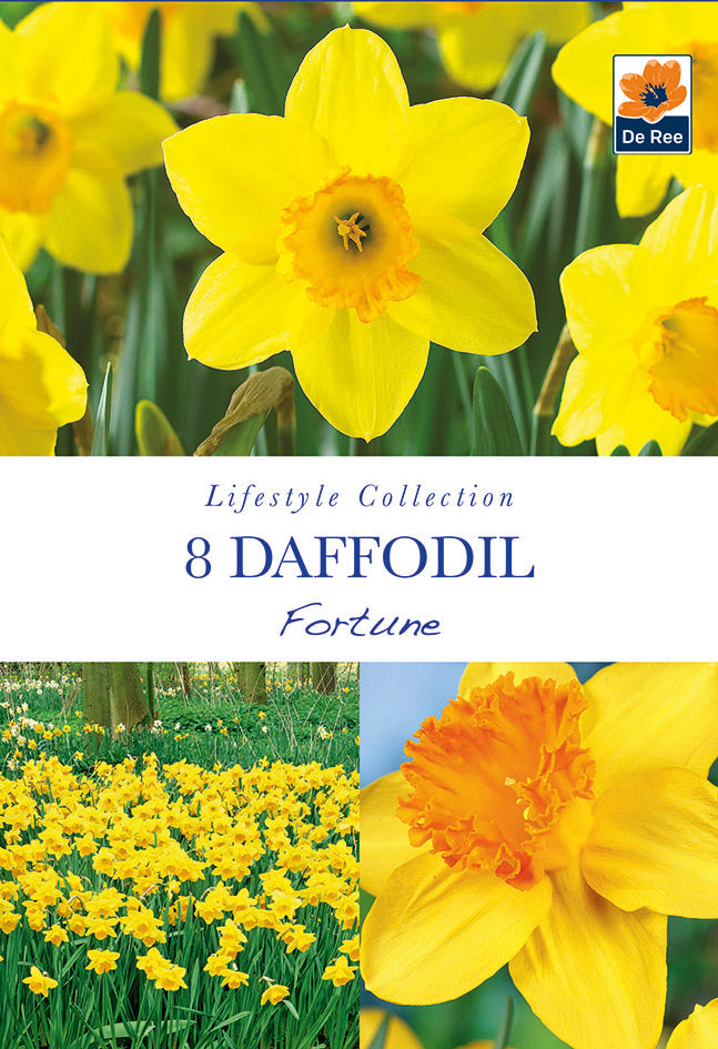 Daffodil 'Fortune' (6 Bulbs) -