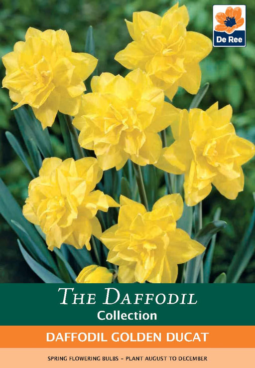 Daffodil 'Golden Ducat' (6 Bulbs) -