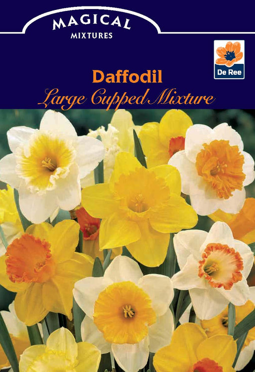 Daffodil Large Cupped Mixture (7 Bulbs) -
