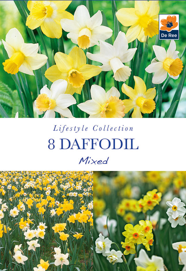 Daffodil Mixed (7 Bulbs) -