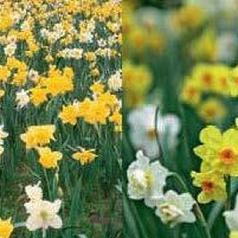 Dwarf Daffodil Bulbs Mixed (20 Bulbs) -