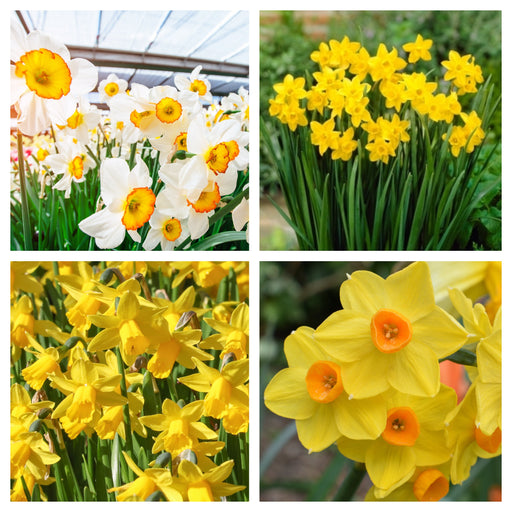 Special offer: Mystery Daffodil Box (5/10 Packs) -