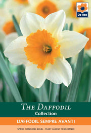 Daffodil 'Sempre Avanti' (5 Bulbs) -