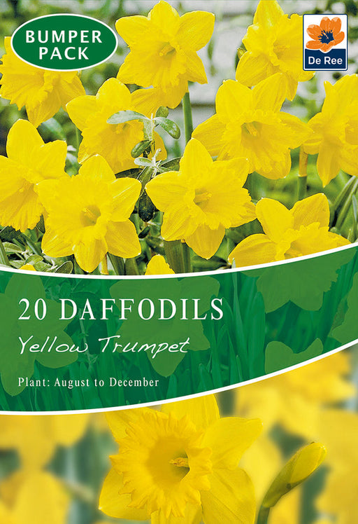 Daffodil 'Yellow Trumpet' (20 Bulbs) -