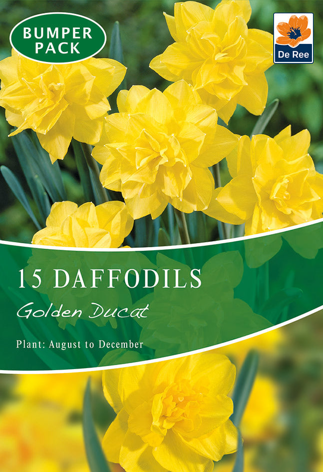 Daffodil 'Golden Ducat' (15 Bulbs) -