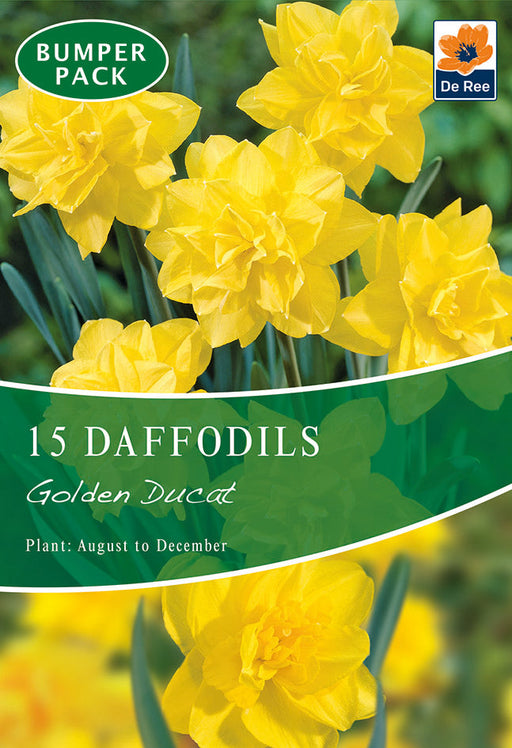 Daffodil 'Golden Ducat' (15 Bulbs) -