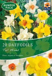 Daffodil Tall Mixed (20 Bulbs) -