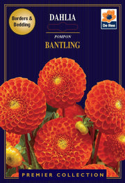 Dahlia | Pompon | Bantling (1 Tuber) -