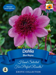 Dahlia anemone Blue Bayou | Exotic Collection | 1 Tuber -