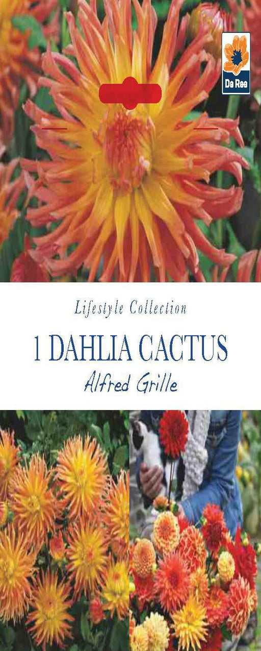 Dahlia Cactus 'Alfred Grille' (1 Tuber) -