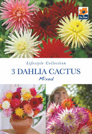 Dahlia Cactus Mixed (2 Tubers) -