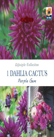 Dahlia Cactus Purple Gem (1 Tuber) -