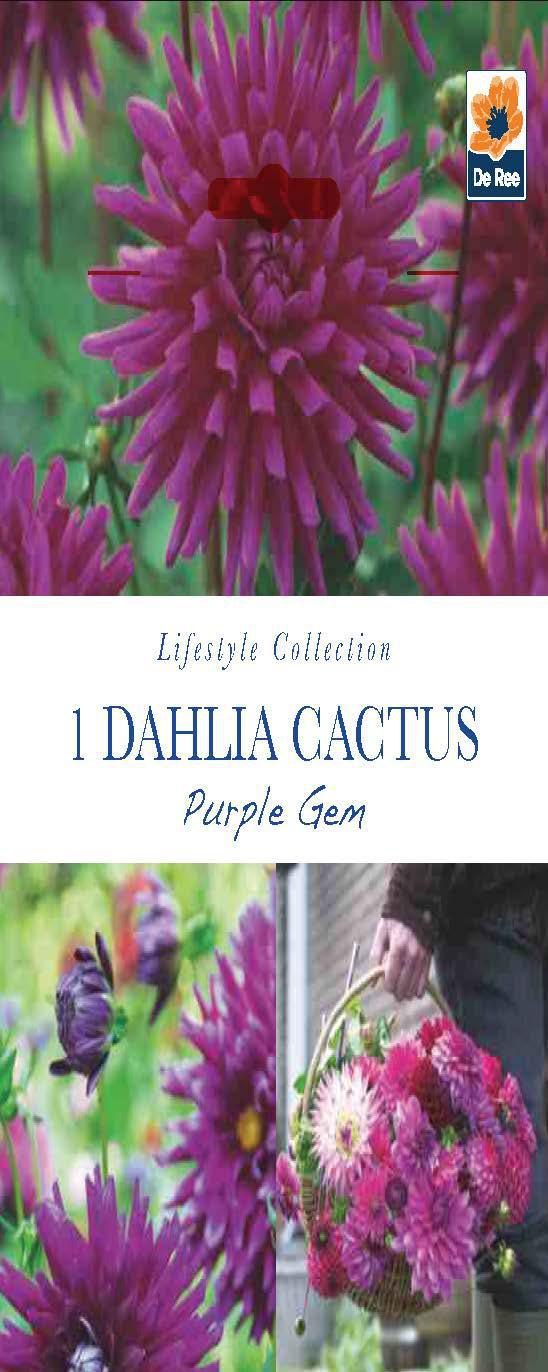 Dahlia Cactus Purple Gem (1 Tuber) -