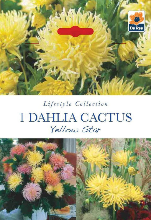 Dahlia Cactus Yellow Star (1 Tuber) -