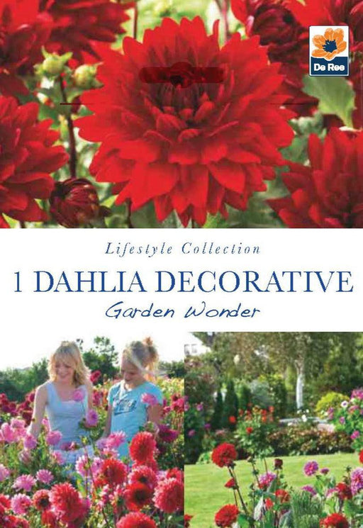 Dahlia Decorative Garden Wonder (1 Tuber) -