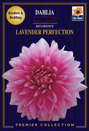 Dahlia Decorative | Lavender Perfection | 1 Tuber -