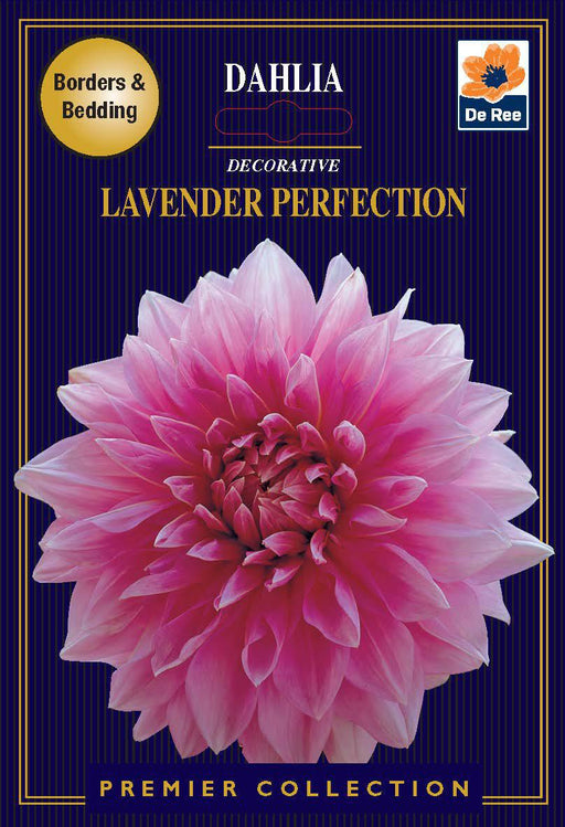 Dahlia Decorative | Lavender Perfection | 1 Tuber -