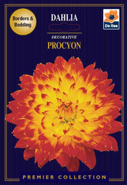 Dahlia Decorative | Procyon | 1 Tubers -