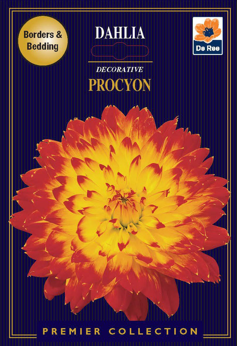 Dahlia Decorative | Procyon | 1 Tubers -