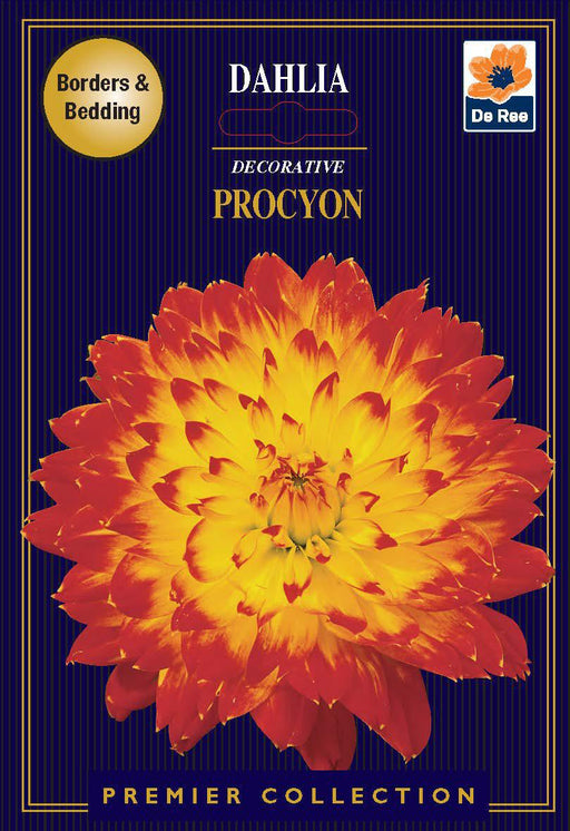 Dahlia Decorative | Procyon | 1 Tubers -