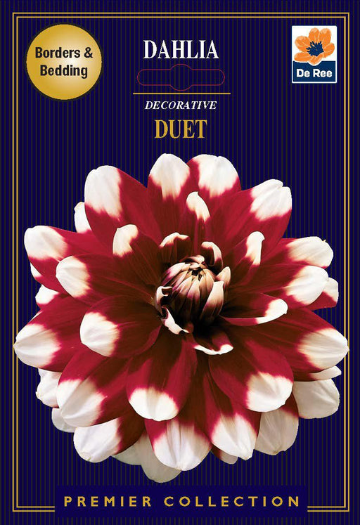 Dahlia Decorative | Duet | 1 Tubers -