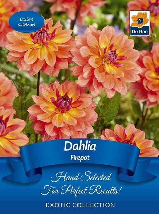 Dahlia 'Firepot' | Exotic Collection | 1 Tuber