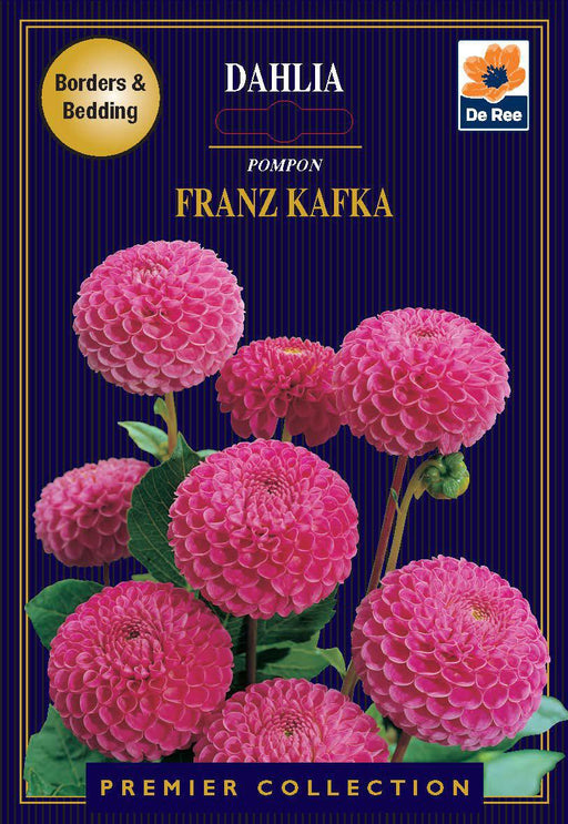 Dahlia Pompon | Franz Kafka | 1 Tuber | -