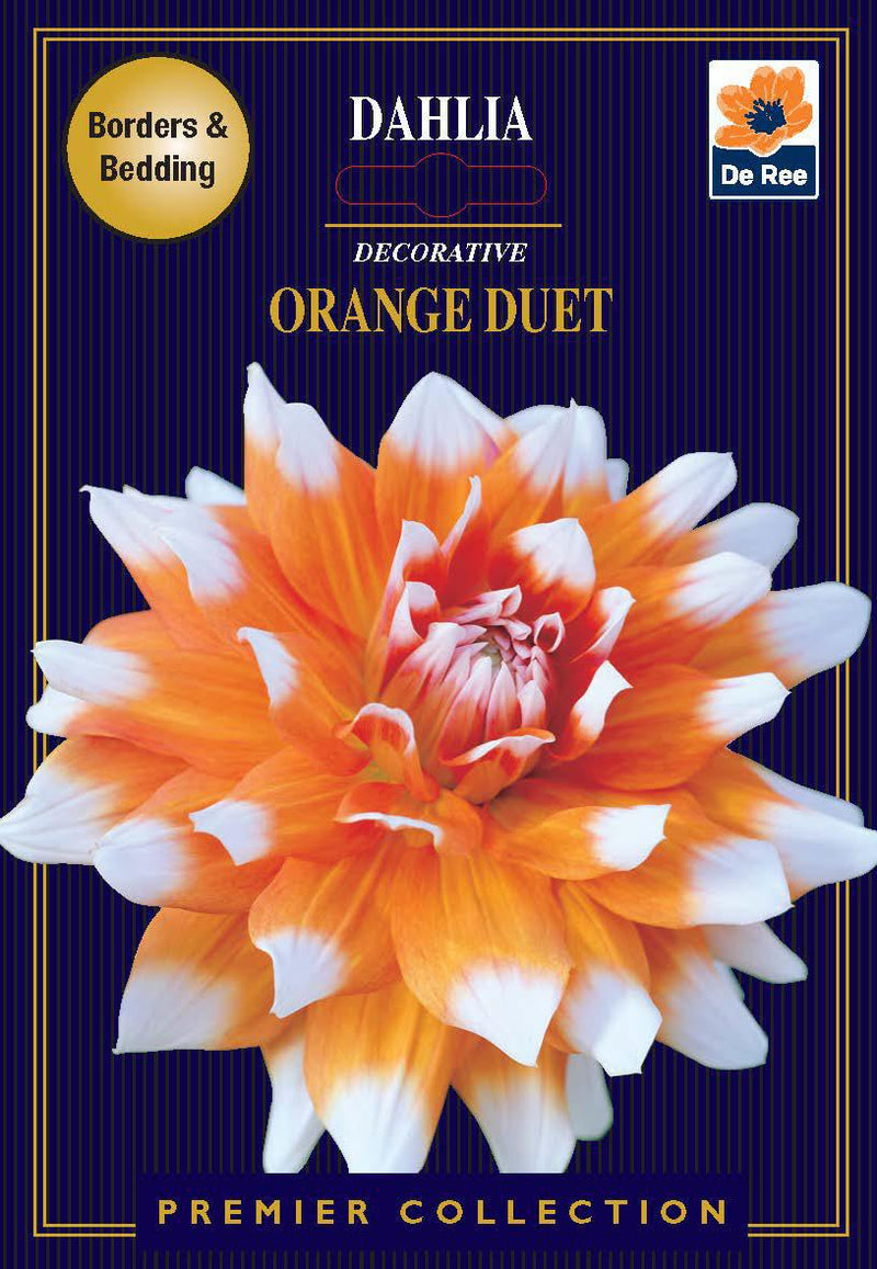 Dahlia Decorative | Orange Duet | 1 Tuber -