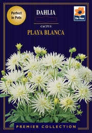 Dahlia | Cactus | Playa Blanca (1 Tuber) -