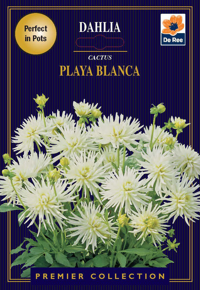 Dahlia | Cactus | Playa Blanca (1 Tuber) -