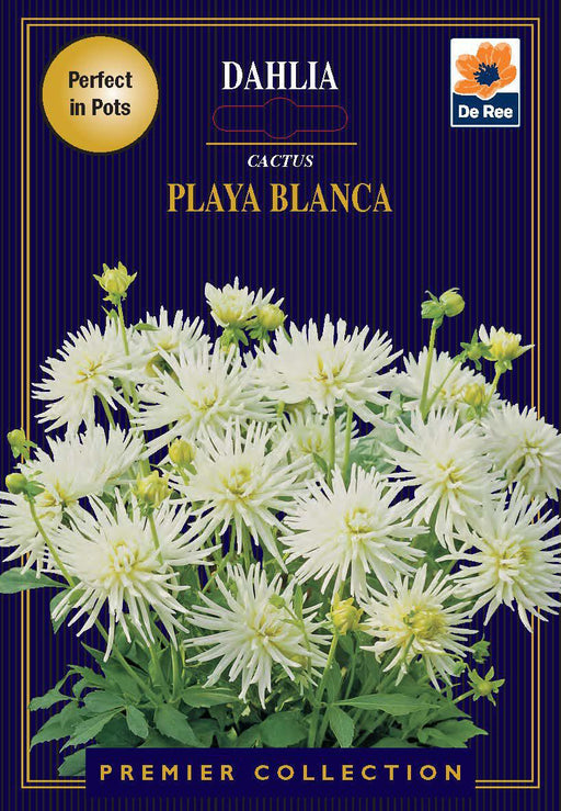 Dahlia | Cactus | Playa Blanca (1 Tuber) -