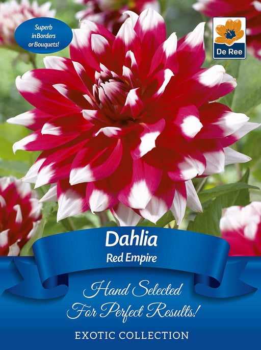 Dahlia Red Empire | Exotic Collection | 1 Tuber -
