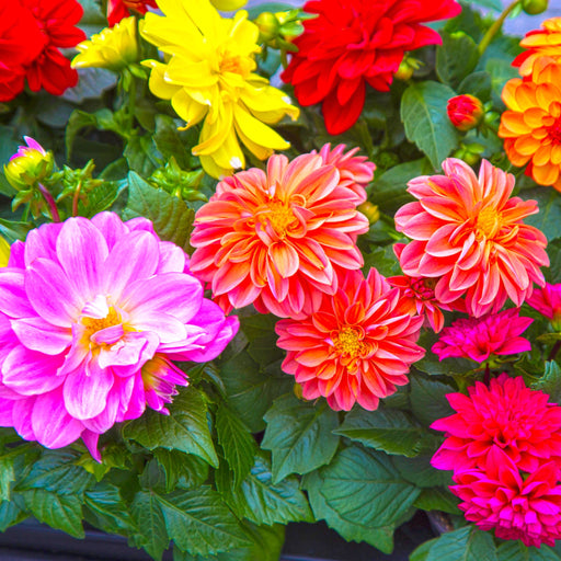 Dahlia 1.5L (Our Choice) -