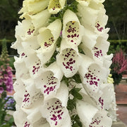 Digitalis 'Dalmatian Cream' (Foxglove) 1.5/3L -
