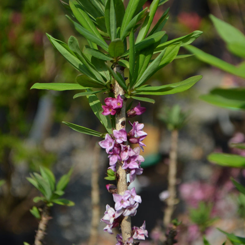 Daphne mezereum Rubra 5L (70-80cm) -