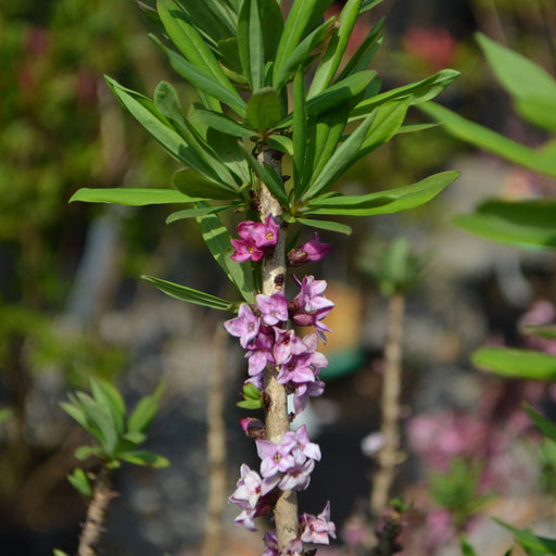 Daphne mezereum Rubra 5L (70-80cm) -