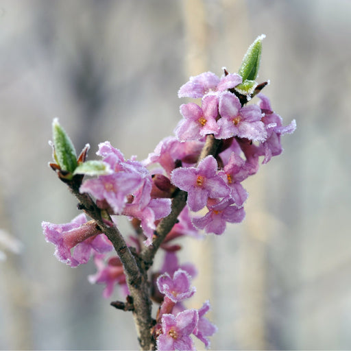 Daphne mezereum Rubra 5L (70-80cm) -