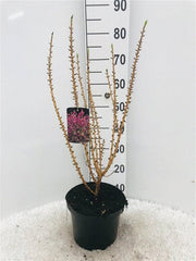 Daphne mezereum Rubra 5L (70-80cm) -