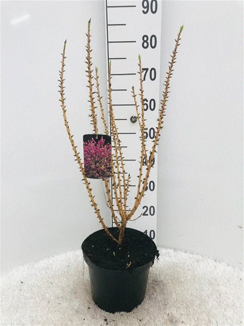 Daphne mezereum Rubra 5L (70-80cm) -