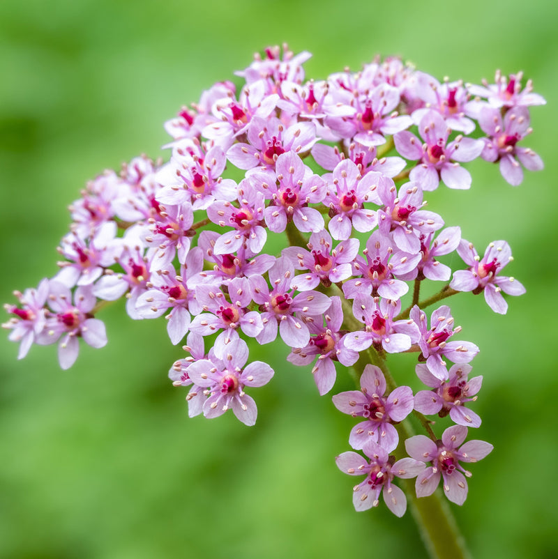 Darmera Peltata - BP032 Packs