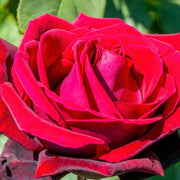 Deep Secret - Hybrid Tea Rose -
