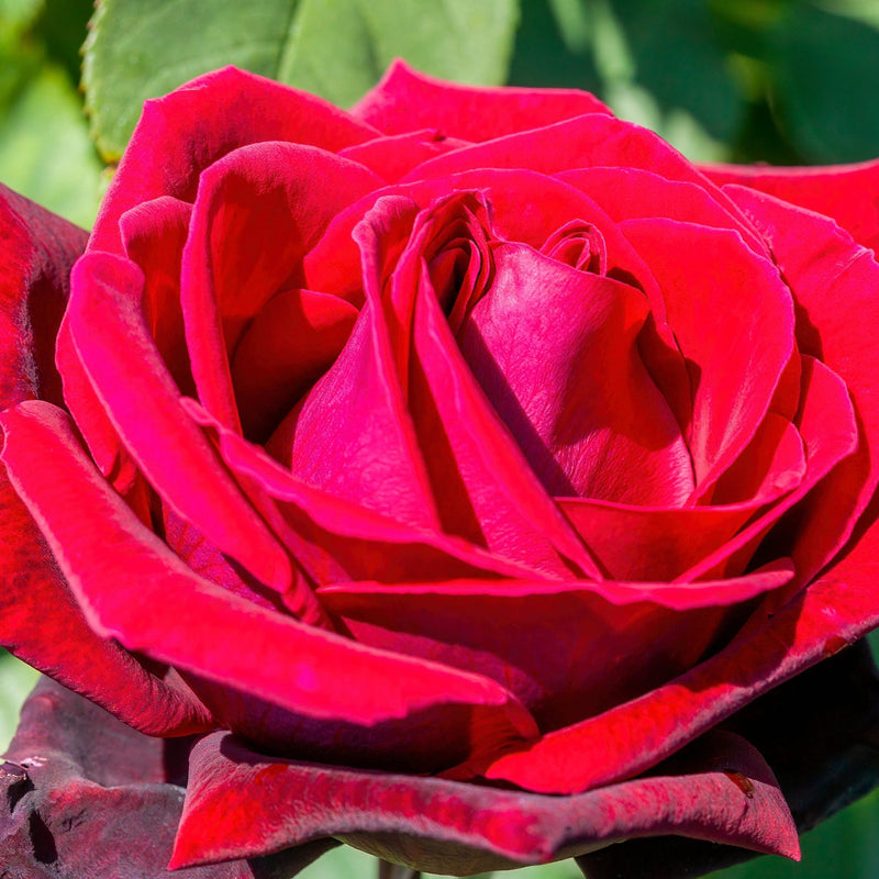 Deep Secret - Hybrid Tea Rose -