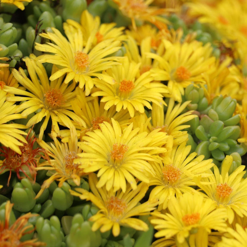 Delosperma cooperi Yellow 1.5L -